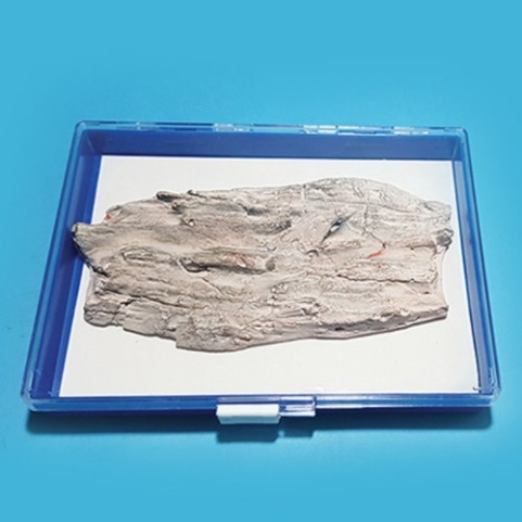 나무 화석모형(보관케이스 포함)