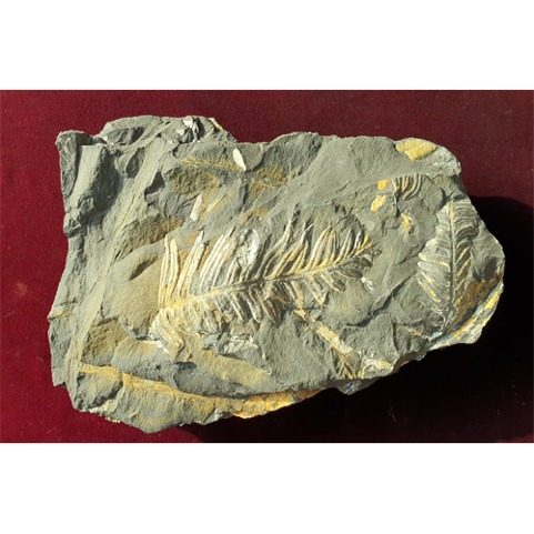 고사리 화석 (Madullosa) - 전시용 화석