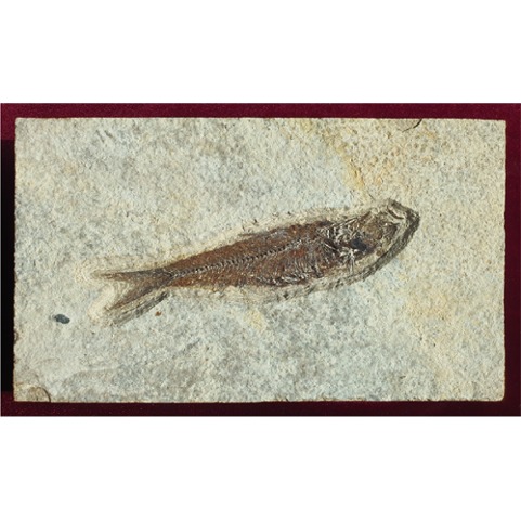 물고기 화석 (Bony Fish 와이오밍) - 전시용 화석