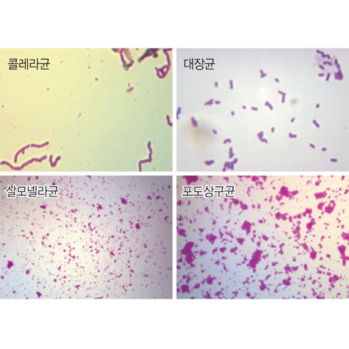 여러가지 세균프레파라트 4종1조 (콜레라균, 대장균, 살모넬라균, 포도상구균 / USA)