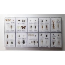 곤충표본(아크릴 케이스 / 40종)
