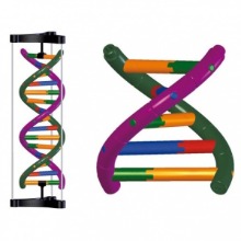 DNA모형제작세트 III